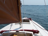 Dovekie sailing